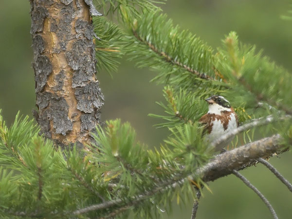 Pohjansirkku, Rustic Bunting, Emberiza rustica